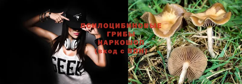 наркошоп  Ярцево  Псилоцибиновые грибы Psilocybe 